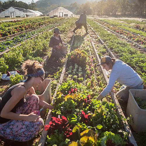People line a row of a large garden, picking fresh vegetables.