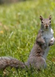 Picture of a Squirrel to indicate Image coming soon