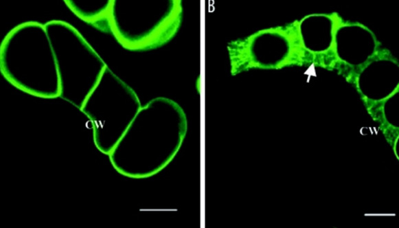 Cell Wall Biotechnology