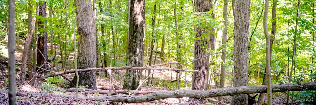 old hardwood forest