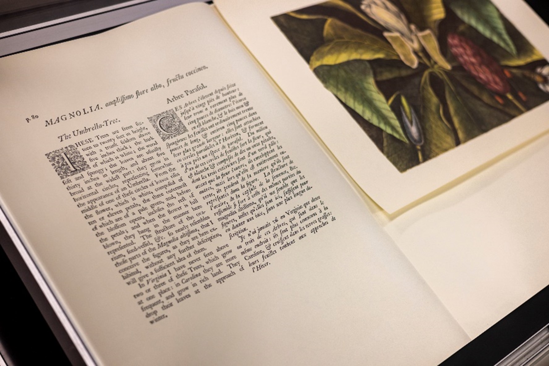 Photograph of a book from the Archives with illustrations of plants
