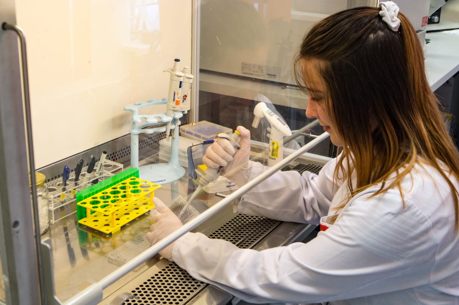 Savin Avital working in the lab, performing an MTT assay in the hood. 