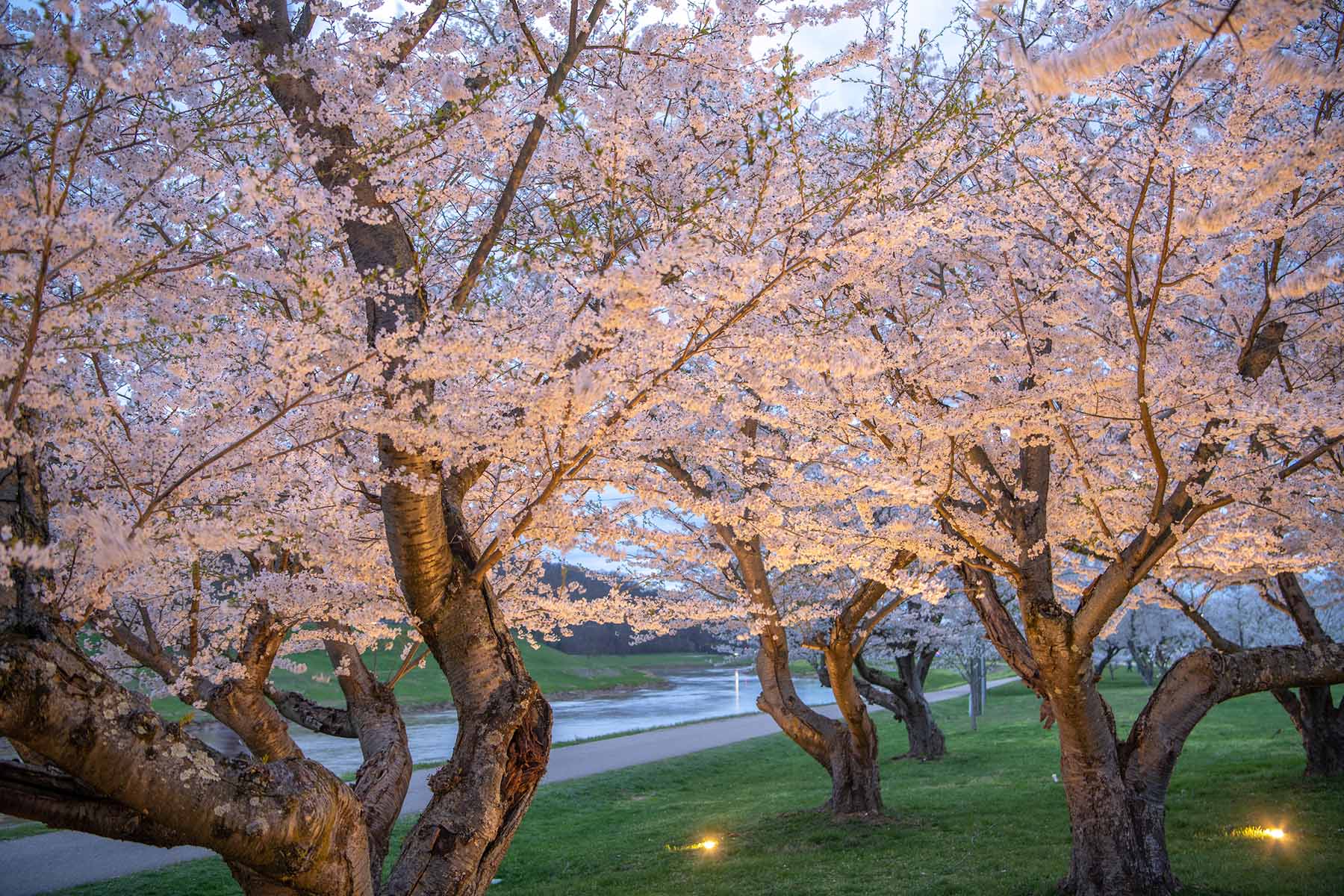 Lighted cherry blossom trees along the Athens campus bike path