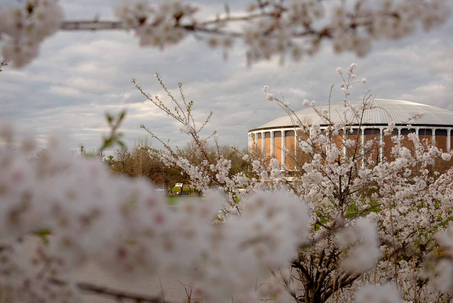 The Convocation Center at Ohio University as viewed through flowering cherry blossoms