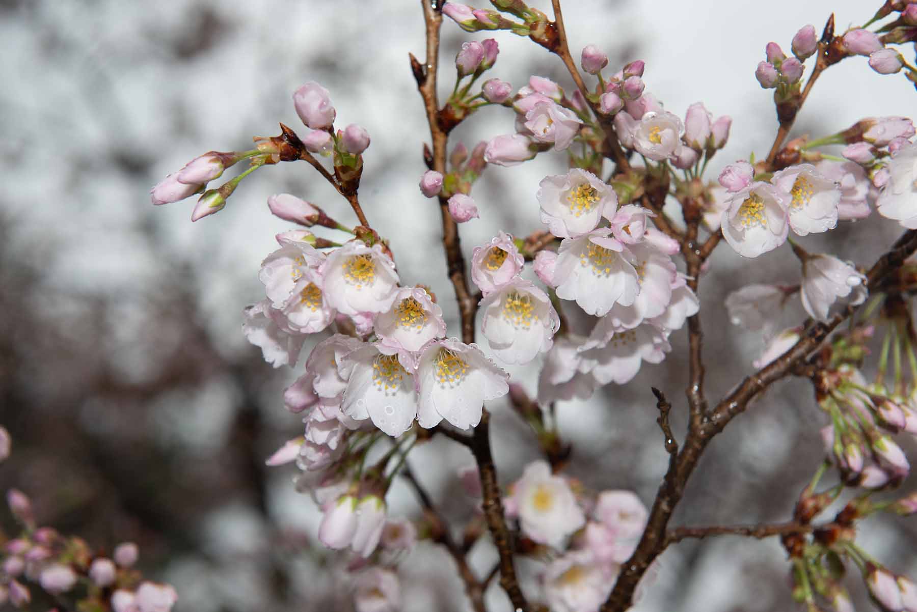 Close-up photo of a flowering cherry blossom tree limb
