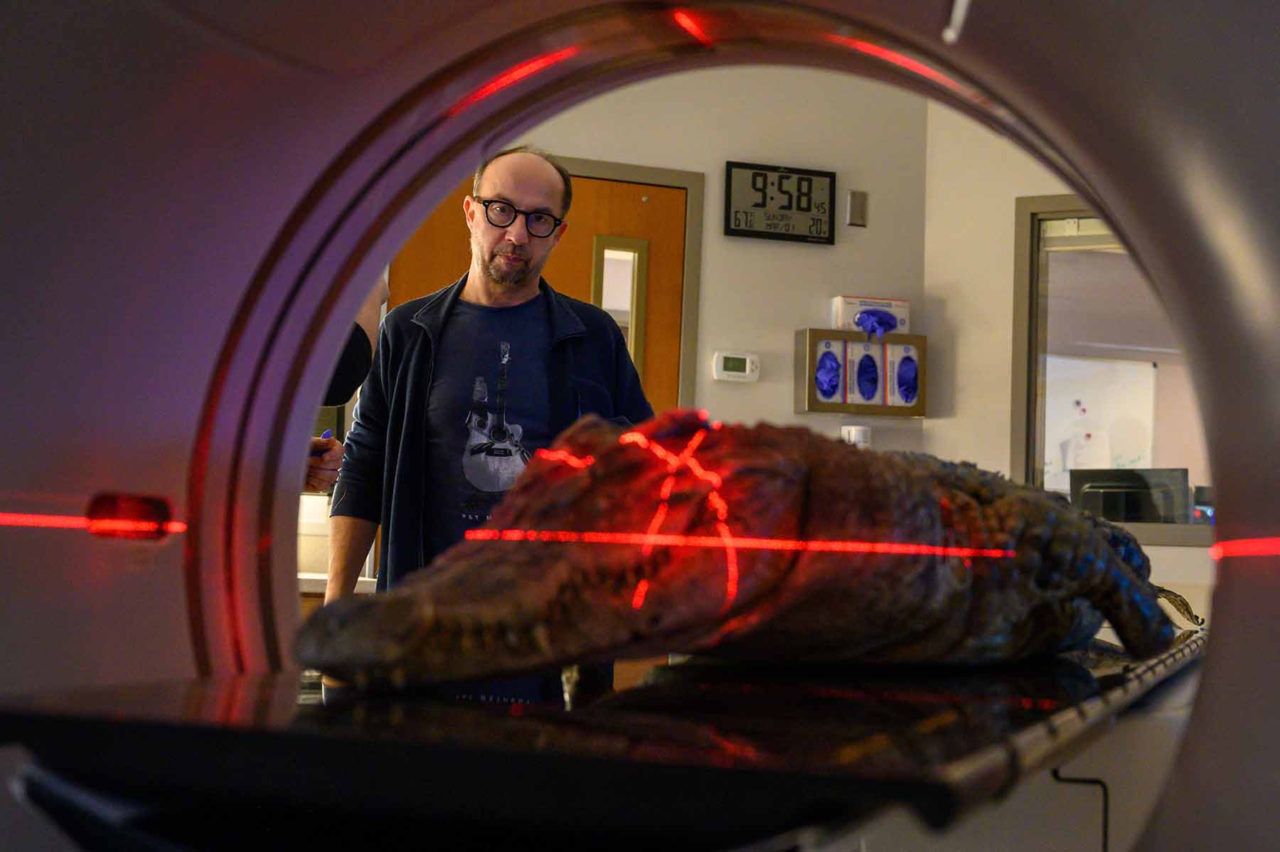 A crocodile being analyzed in a CT scanner