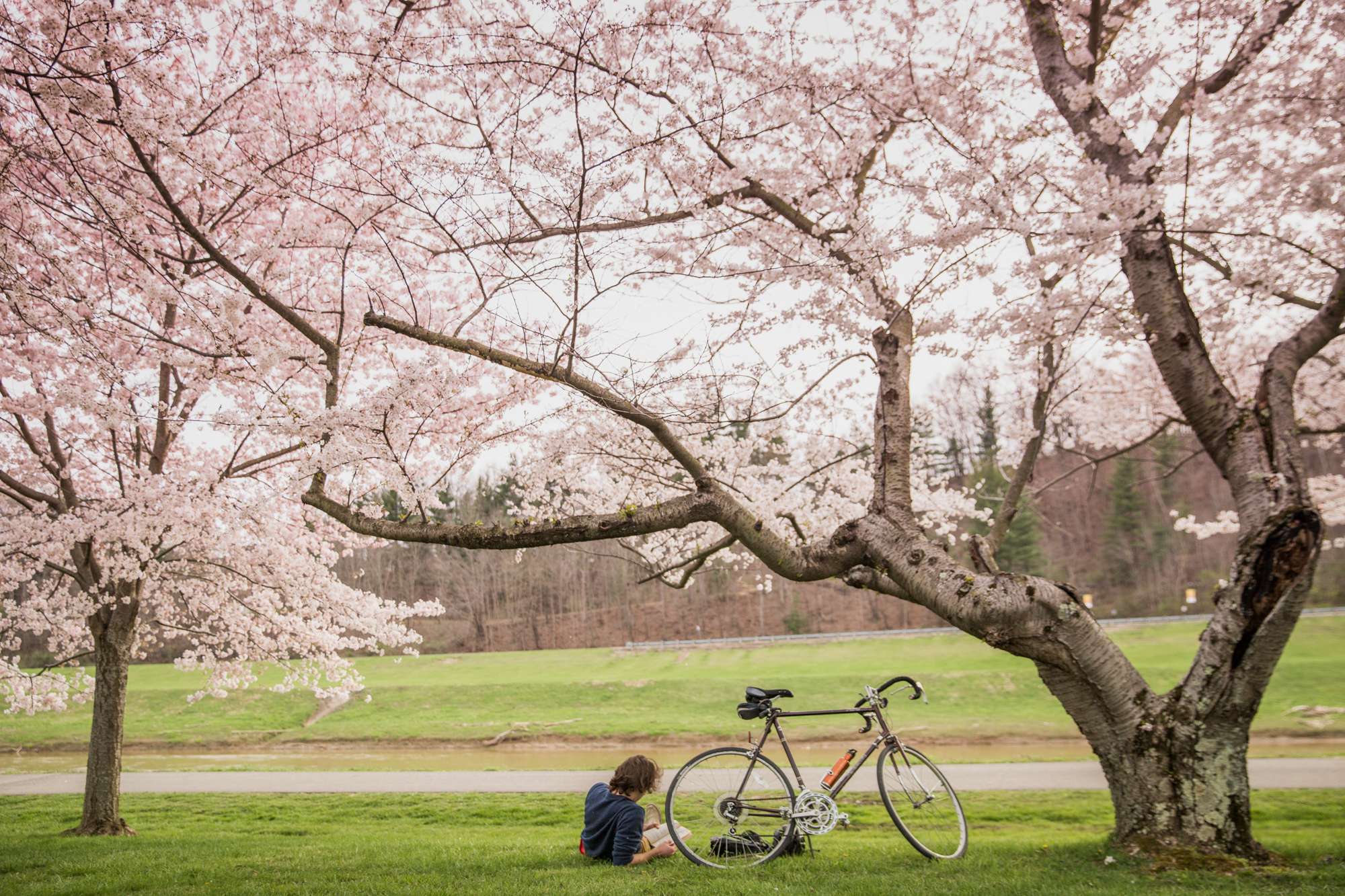 A man reads a book on the grass under a cherry tree next to his bicycle