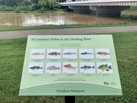 Common fishes in the Hocking
