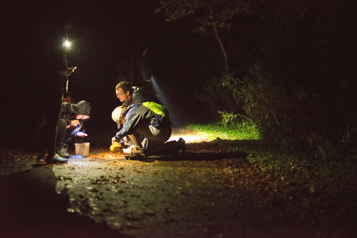 Students huddled at night under a light looking at salamanders