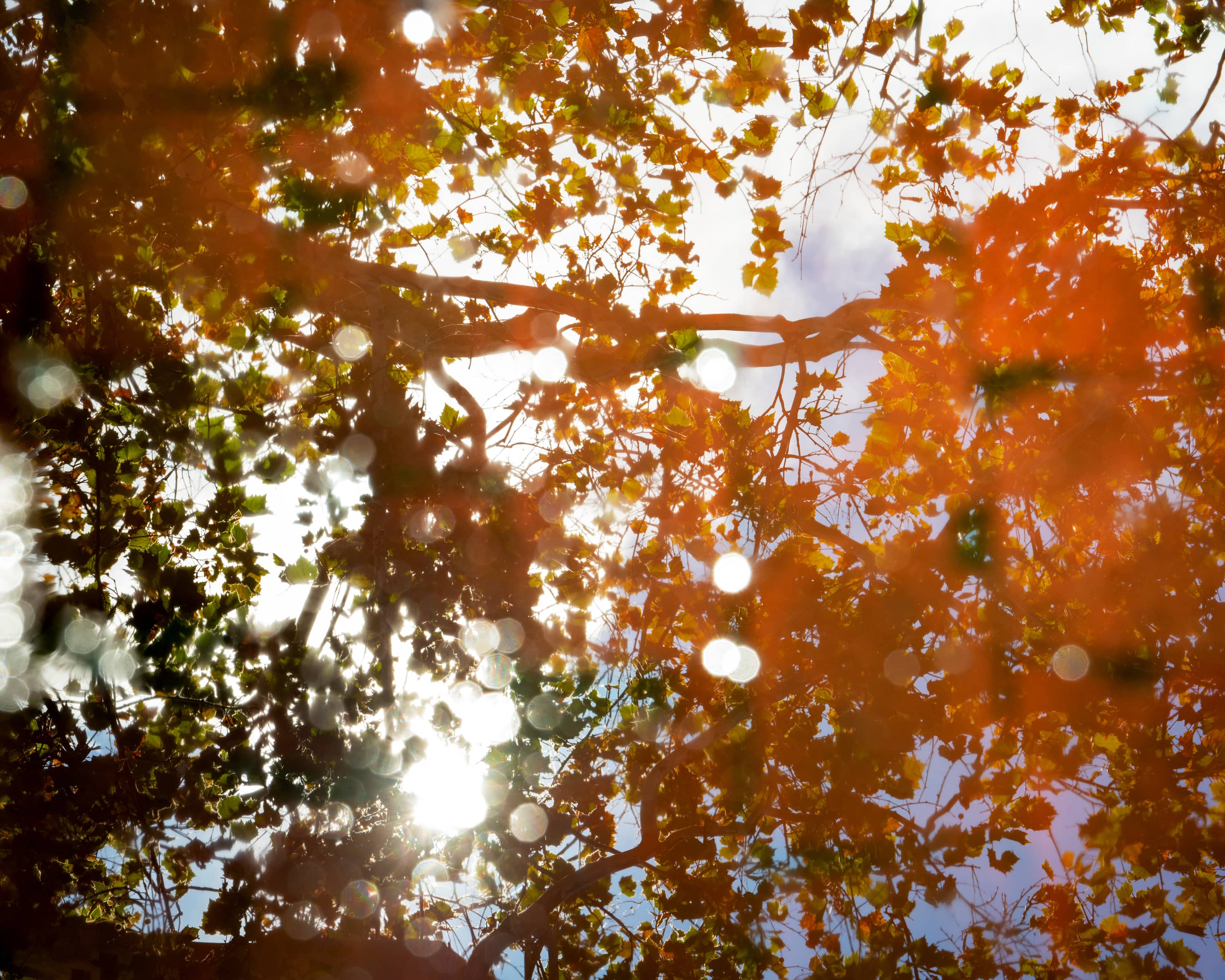 Fall colors reflected in a puddle on College Green.
