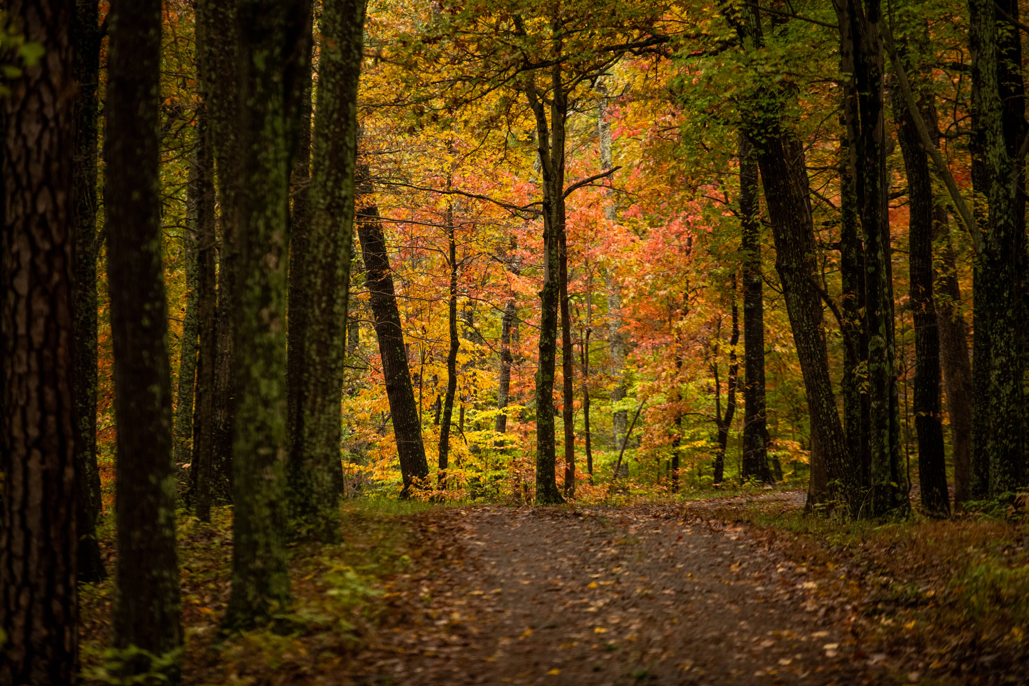 Fall colors at Lake Hope State Park.