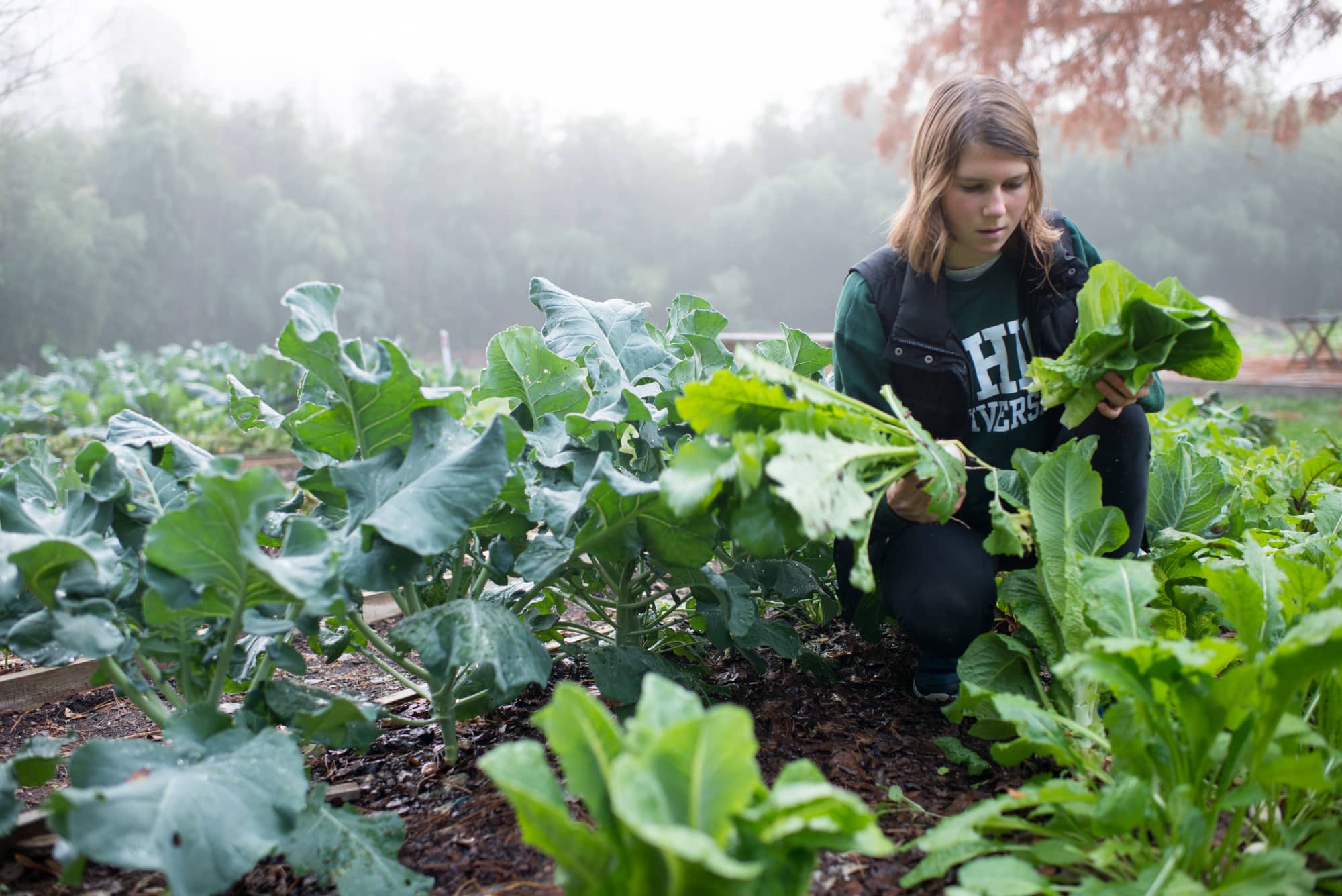 A student harvests lettuce at the OHIO Student Farm.