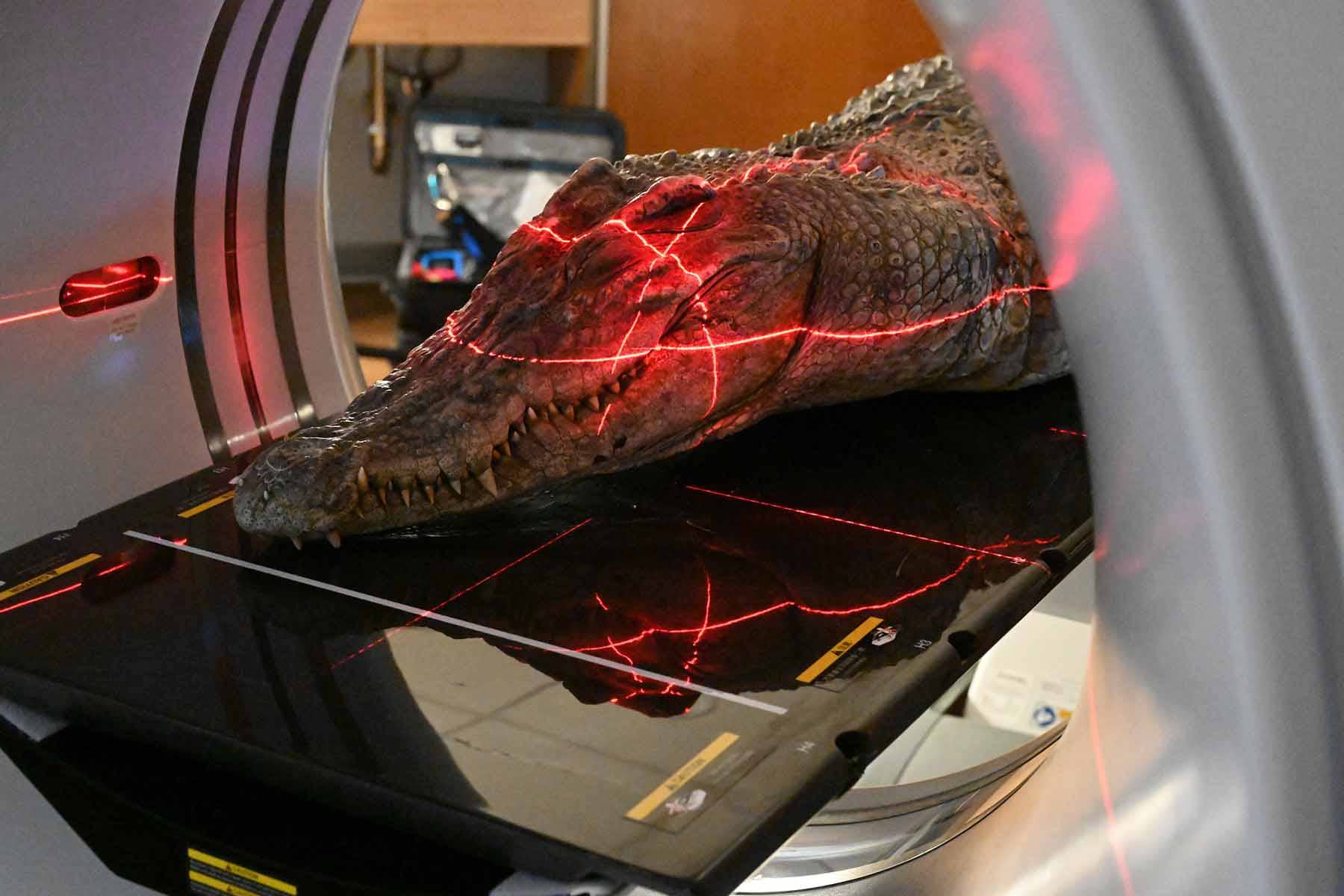 Witmer's team scans a crocodile at OhioHealth O'Bleness Hospital. Witmer’s work, involving doing CT scans of fossils, was featured in National Geographic in 2020.