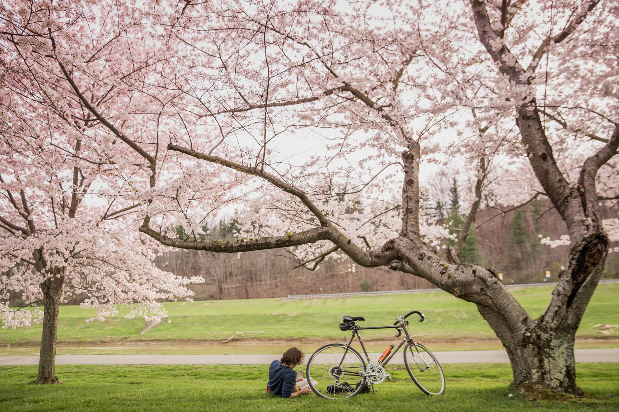 A cyclist stops to enjoy the cherry blossoms in bloom along banks of the Hocking River in Athens.