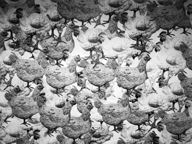 Array of chickens in black-and-white