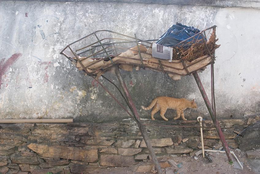 Orange cat under trashbin in Ouro Preto, Brazil