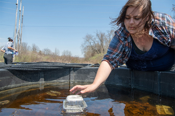 Cassandra Thompson checks experimental mesocosms. Thompson studies the synergies between climate change induced effects and predator exposure on wood frog larvae. (photo: Ben Siegel)