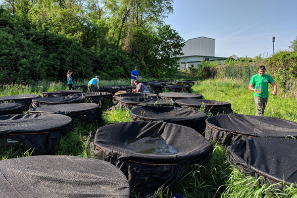 Team of undergraduate students and Thompson collecting wood frog tadpoles for measurements at the Aquatic Mesocosm Facility. Photo by Viorel Popescu.