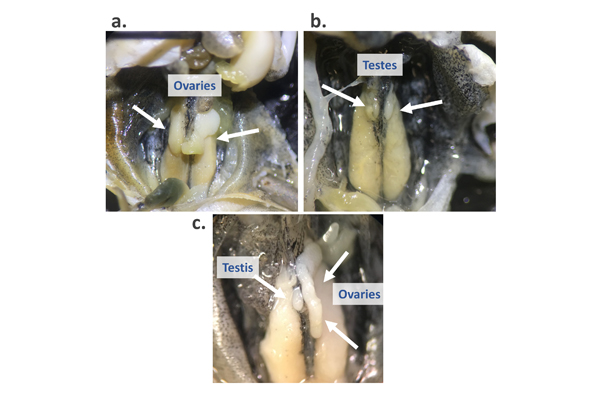 Pictured above are a female (a), male (b), and (c) hermaphroditic (male and female) individuals from the study. Photos and figure by Cassie Thompson.