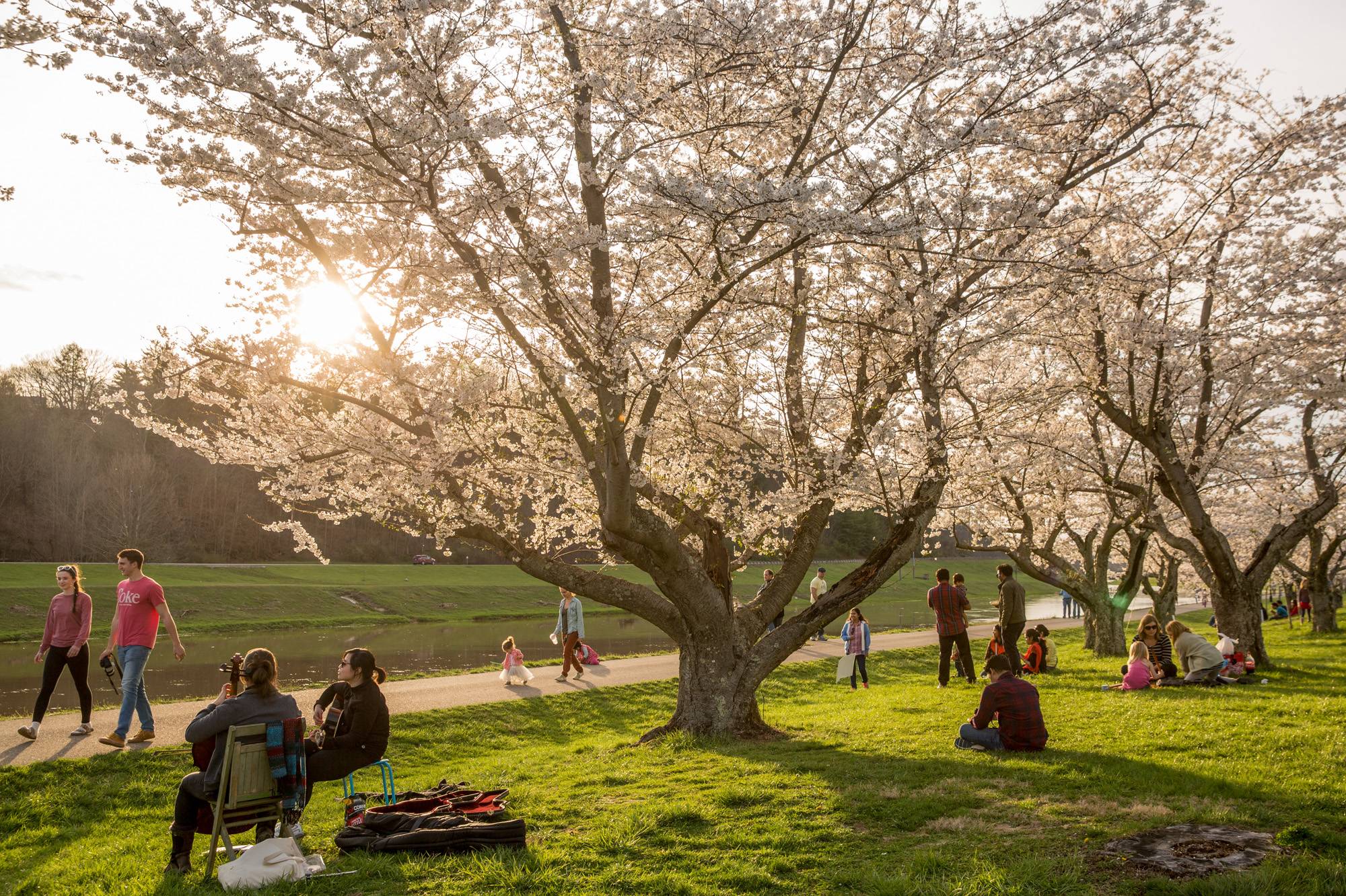 Photographs of the Japanese cherry blossom trees at Ohio University along the Hocking River in Athens, Ohio. 6. Kayakers paddle at night at Strouds Run State Park, just a few miles from the Ohio University campus. 