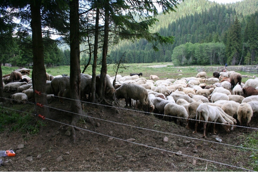 Sheep in fence