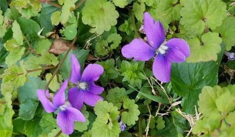 Common blue violets growing on campus