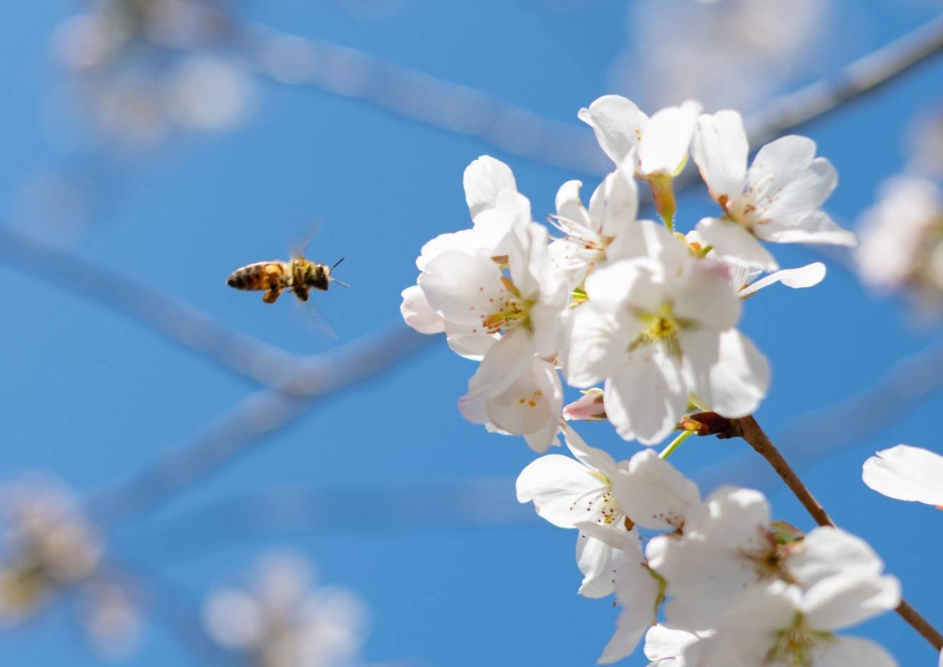 A bee gathers nectar from a cherry blossom along the Hocking River in Athens, Ohio.
