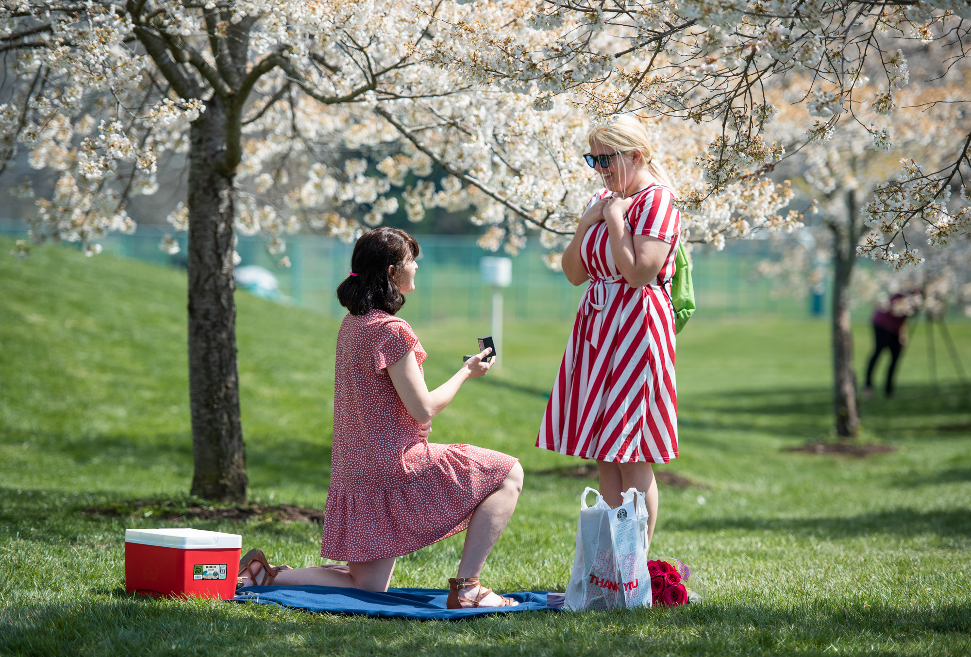 A couple enjoys a picnic on the grass beneath blooming Cherry Blossom trees