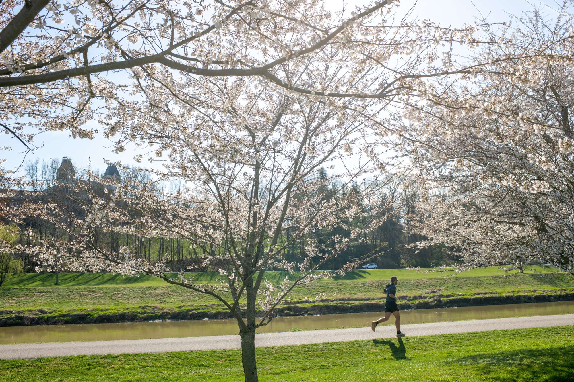A runner passes along the Hocking River next to blooming Cherry Blossom trees