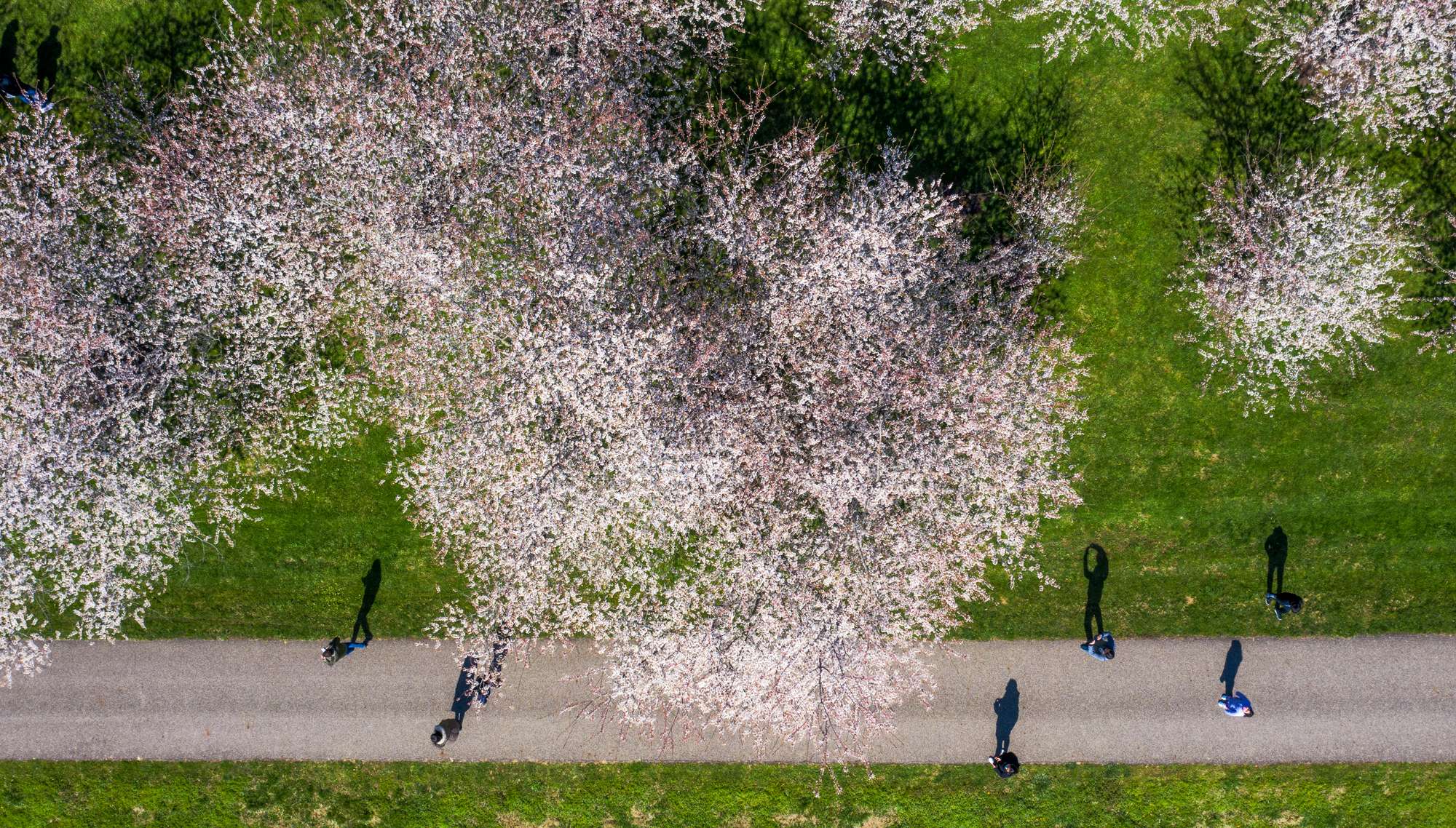 View of the blooming Cherry Blossoms taken from above