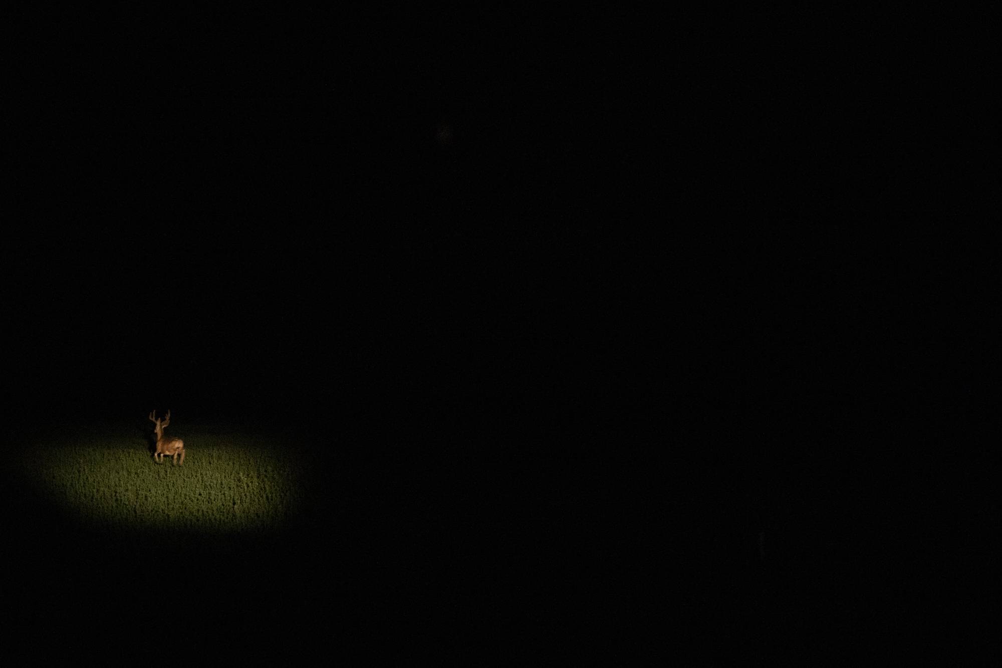 A deer is seen with a spotlight by hunters on July 20, 2022, in Caliente, Nevada.