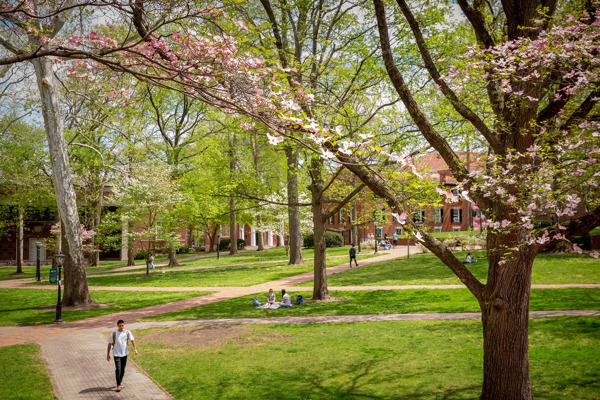 A student walks across college green in the spring. 