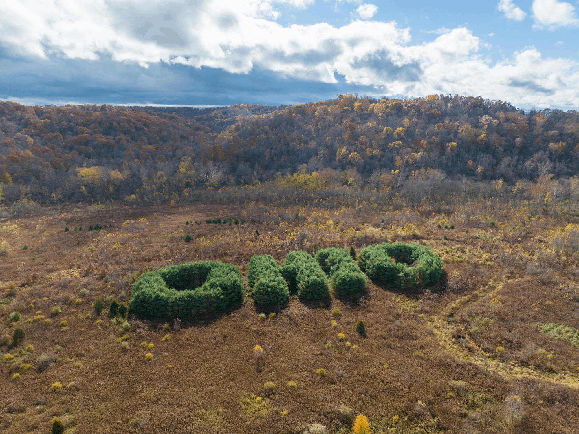 Evergreens planted in the shape of OHIO stand near Chauncey, Ohio