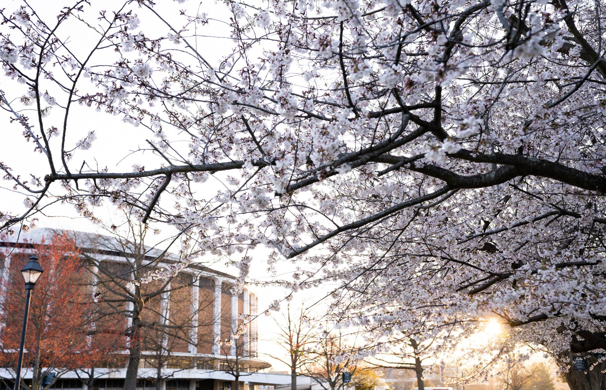Cherry blossoms in full bloom at sunrise in front of the Convocation Center.