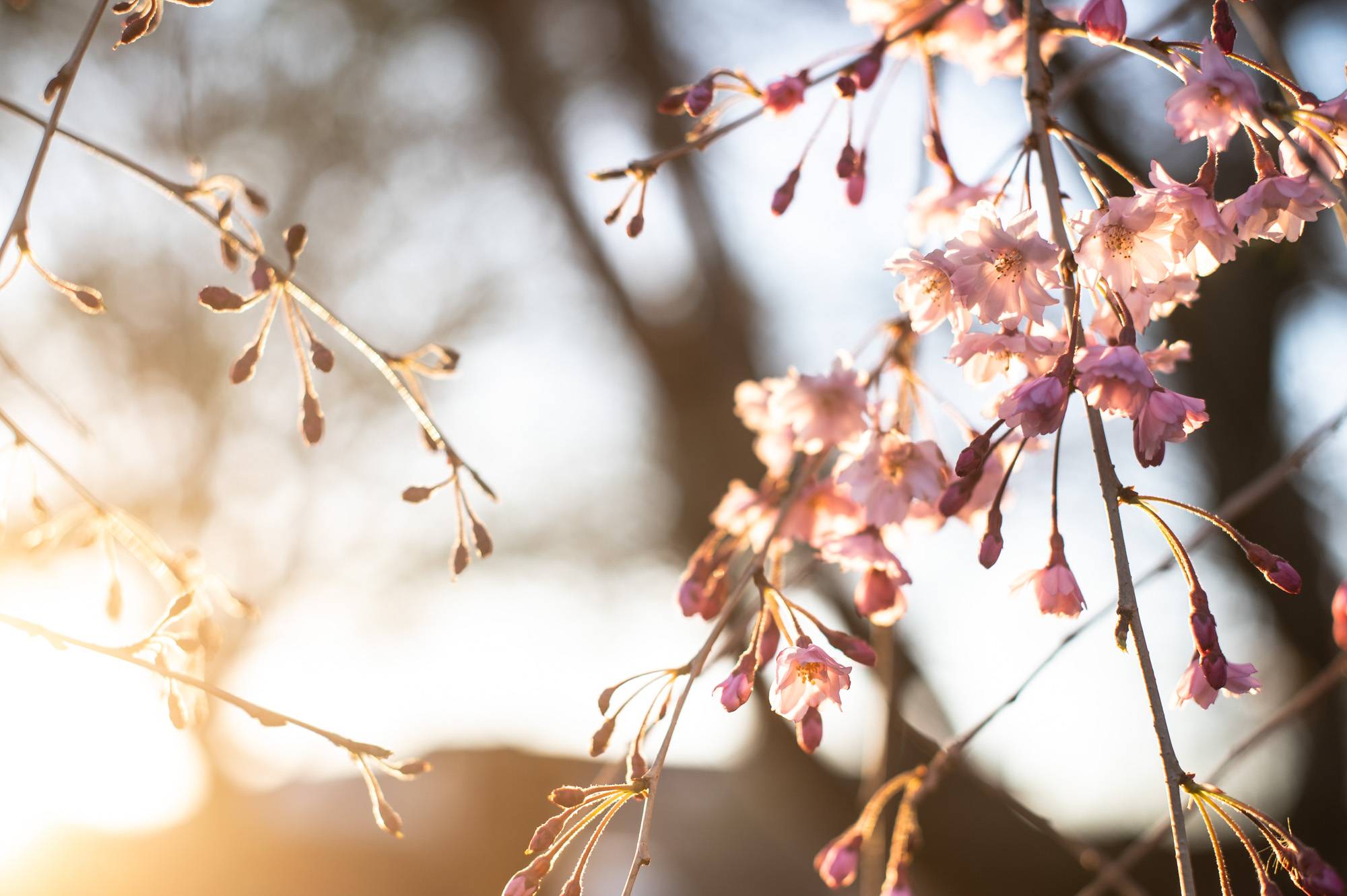 OHIO's colorful cherry blossoms at sunrise.