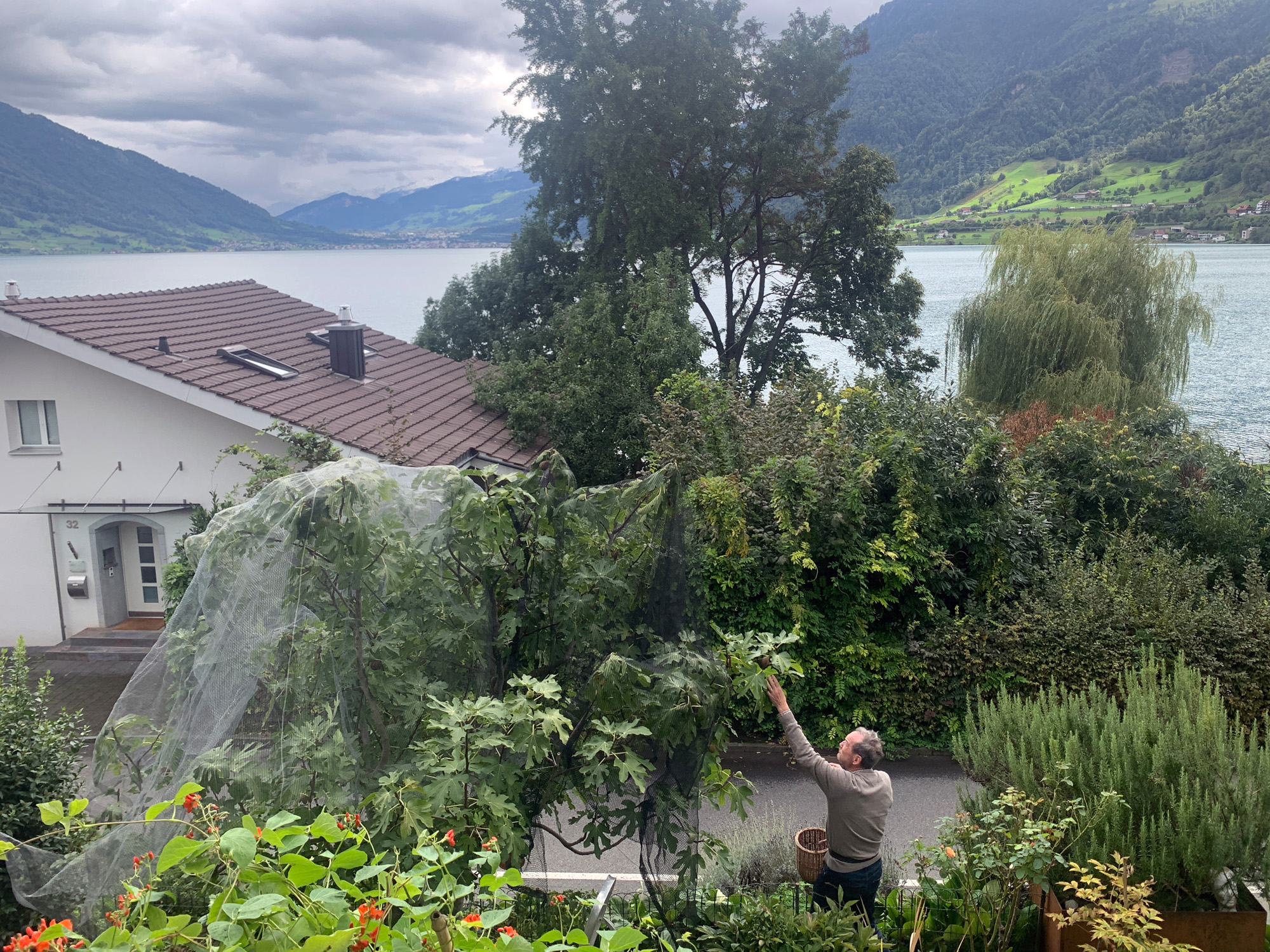 René picks Figs from the Fig tree in the backyard on Sept. 17, 2022, in Lucerne, Switzerland.
