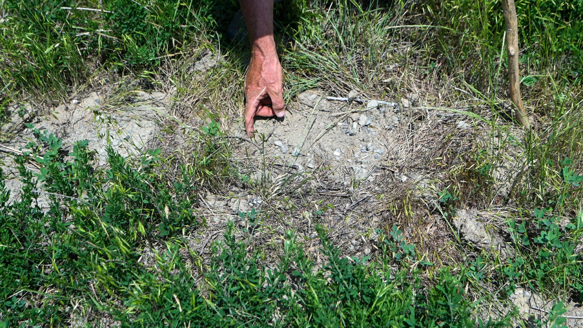 Dr. Willem Roosenberg points to the very subtle markings in the sand that helped him identify the site of a turtle nest.