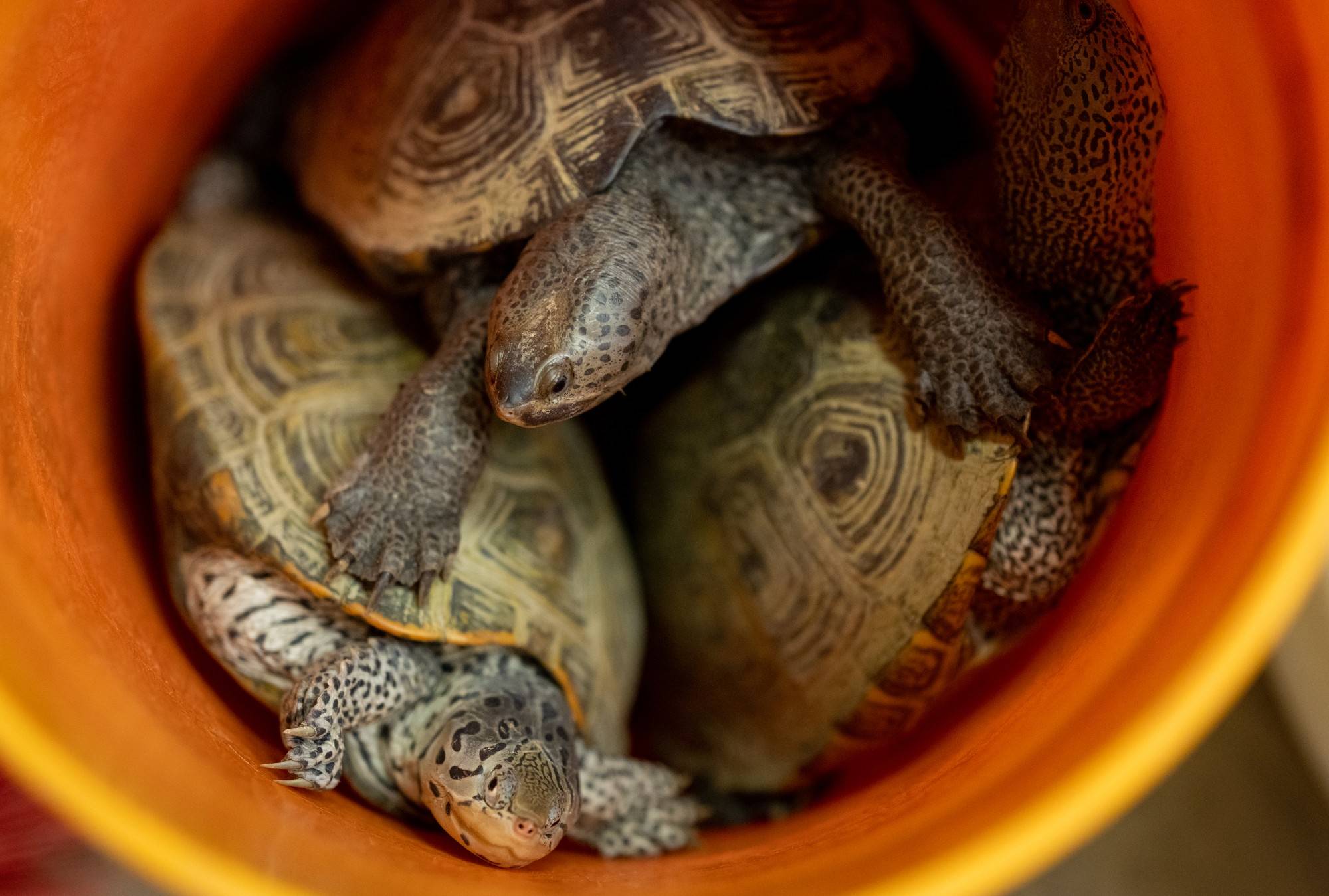 Turtles wait to be returned to the bay after being measured and tagged.