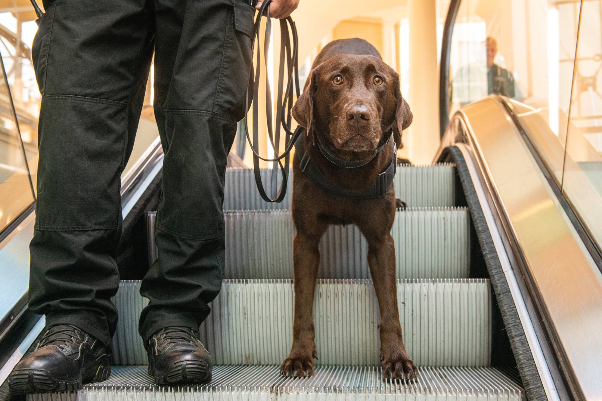 Students are likely to cross paths with Bach and King as they patrol campus each day.