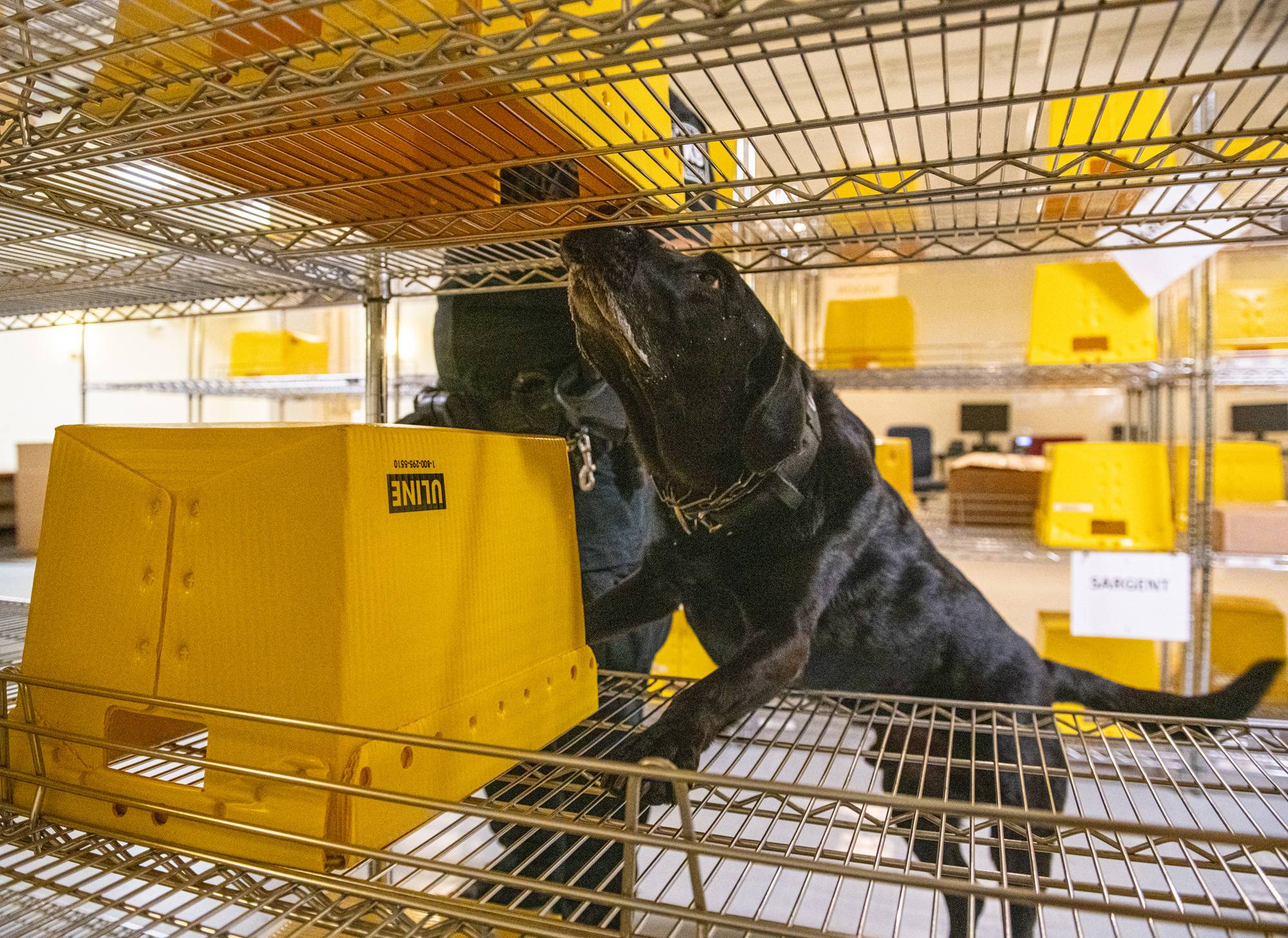 “What a good boy!” The canine officers routinely check mail rooms on campus, ensuring packages are safe. 