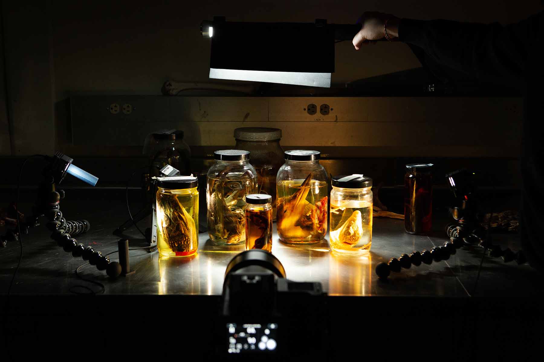 Illuminated laboratory specimens in glass jars at Dr. Witmer's lab