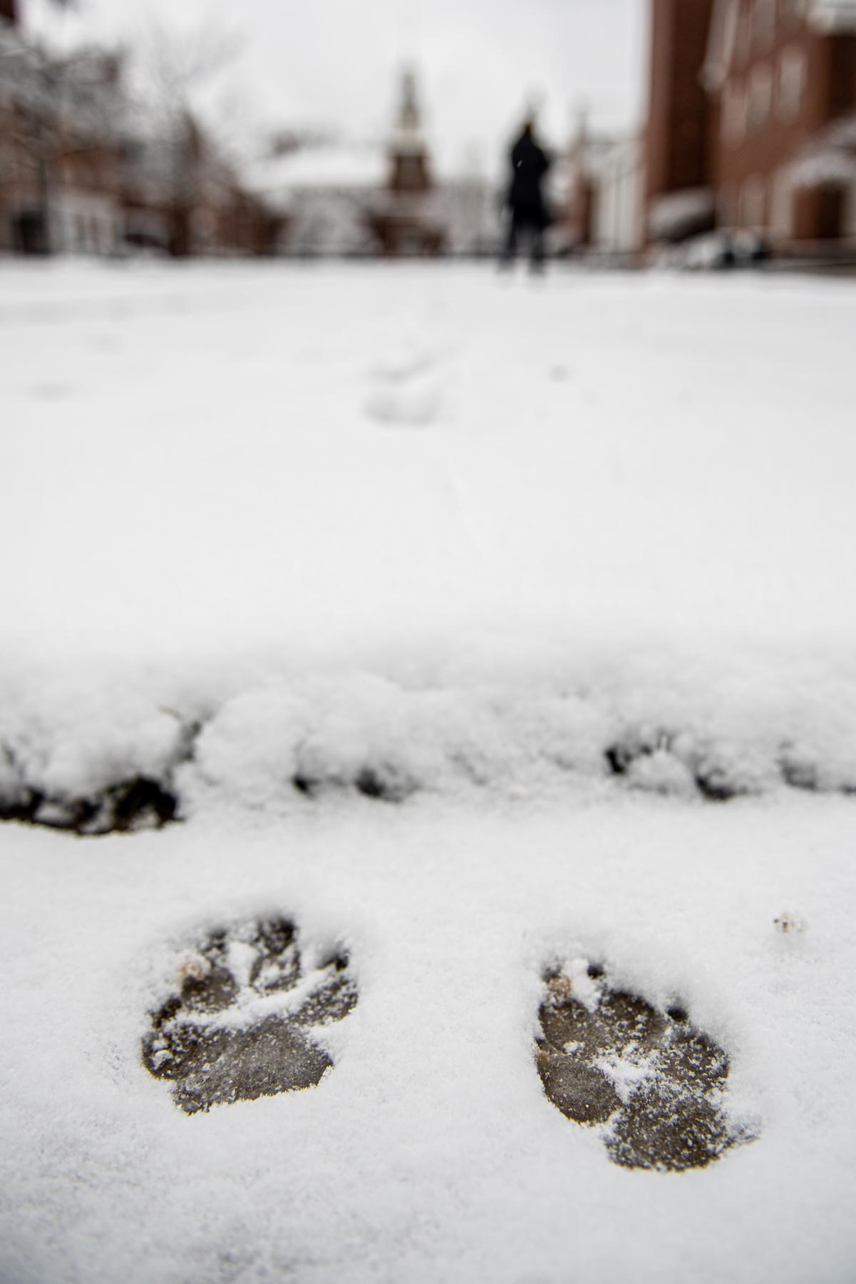 Two dog paw prints in the snow