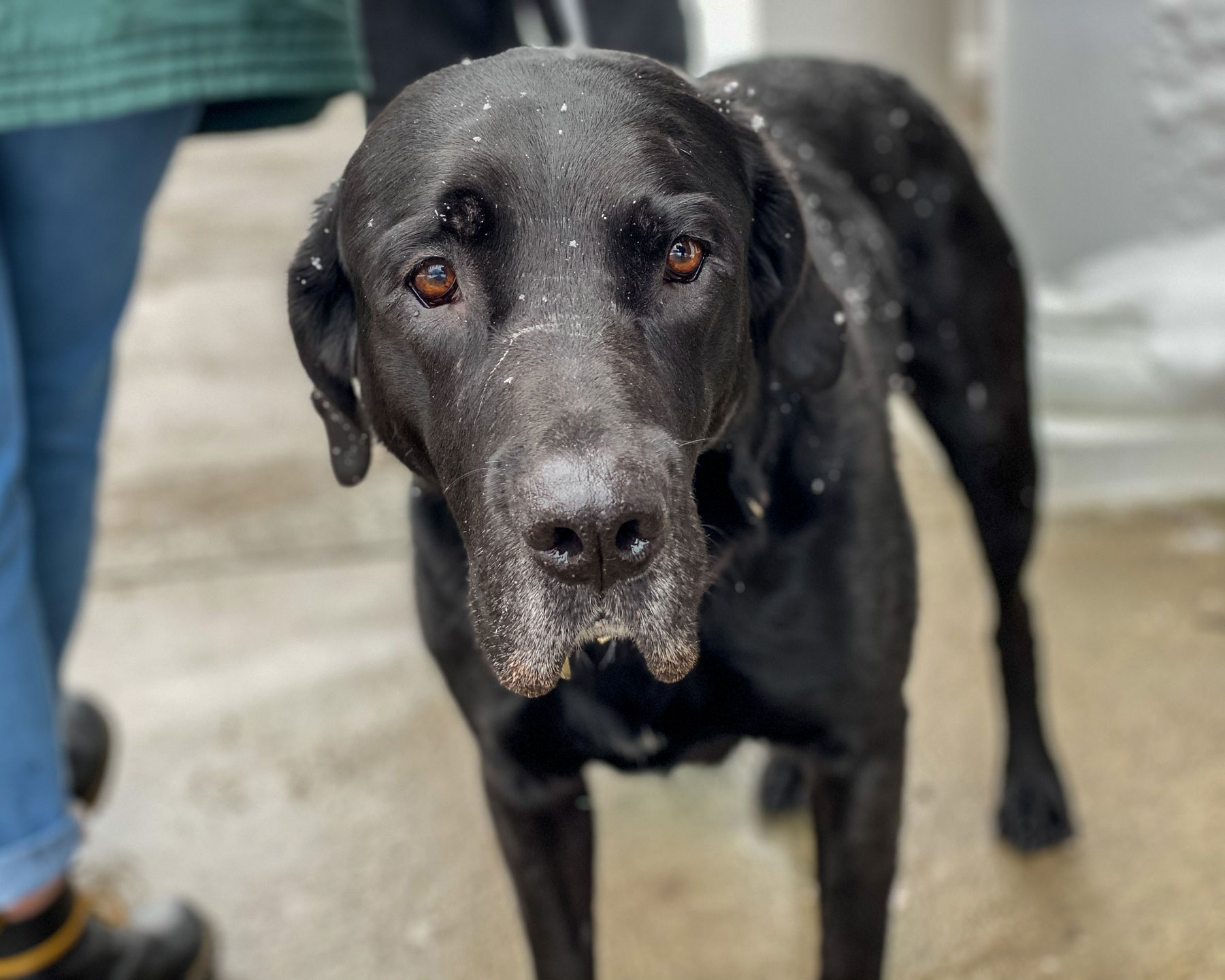 An OUPD bomb dog