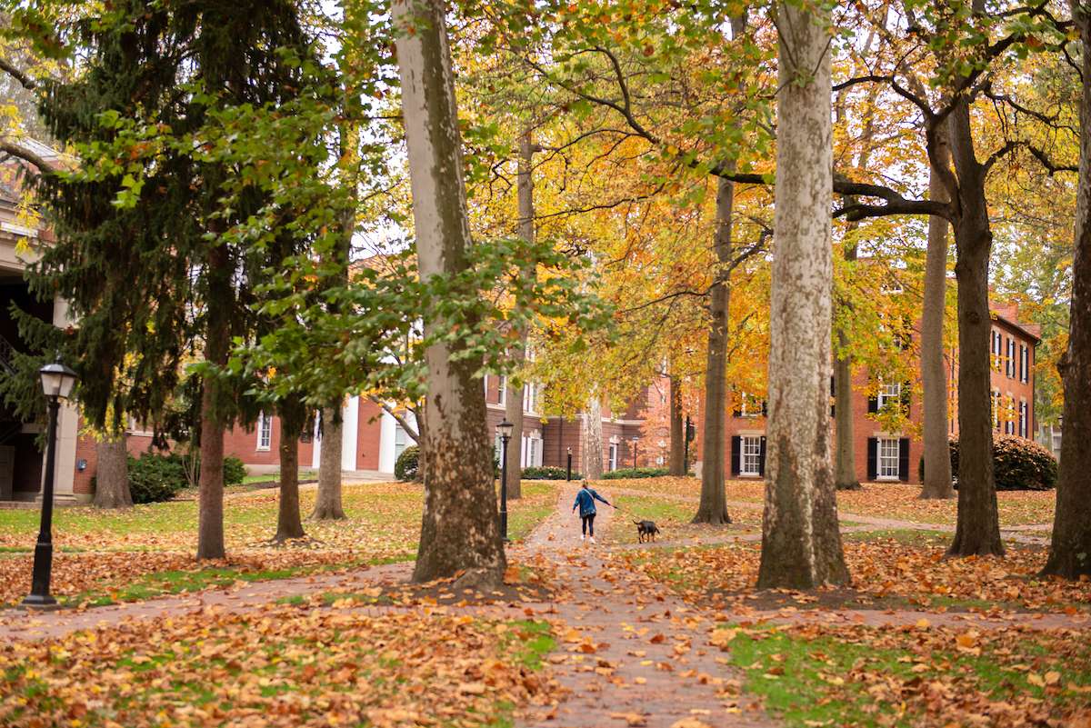 A lone person walks their dog across College Green surrounded by autumn leaves