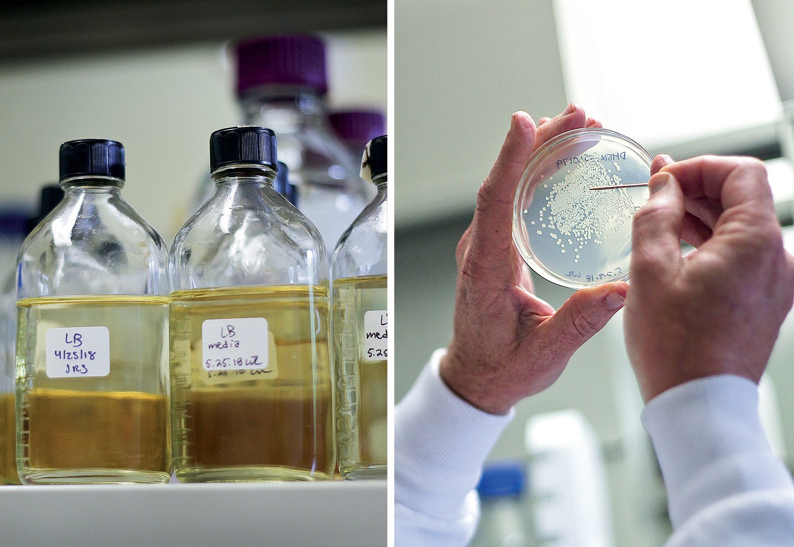 Close-up of lab materials, and hands holding a pitri dish