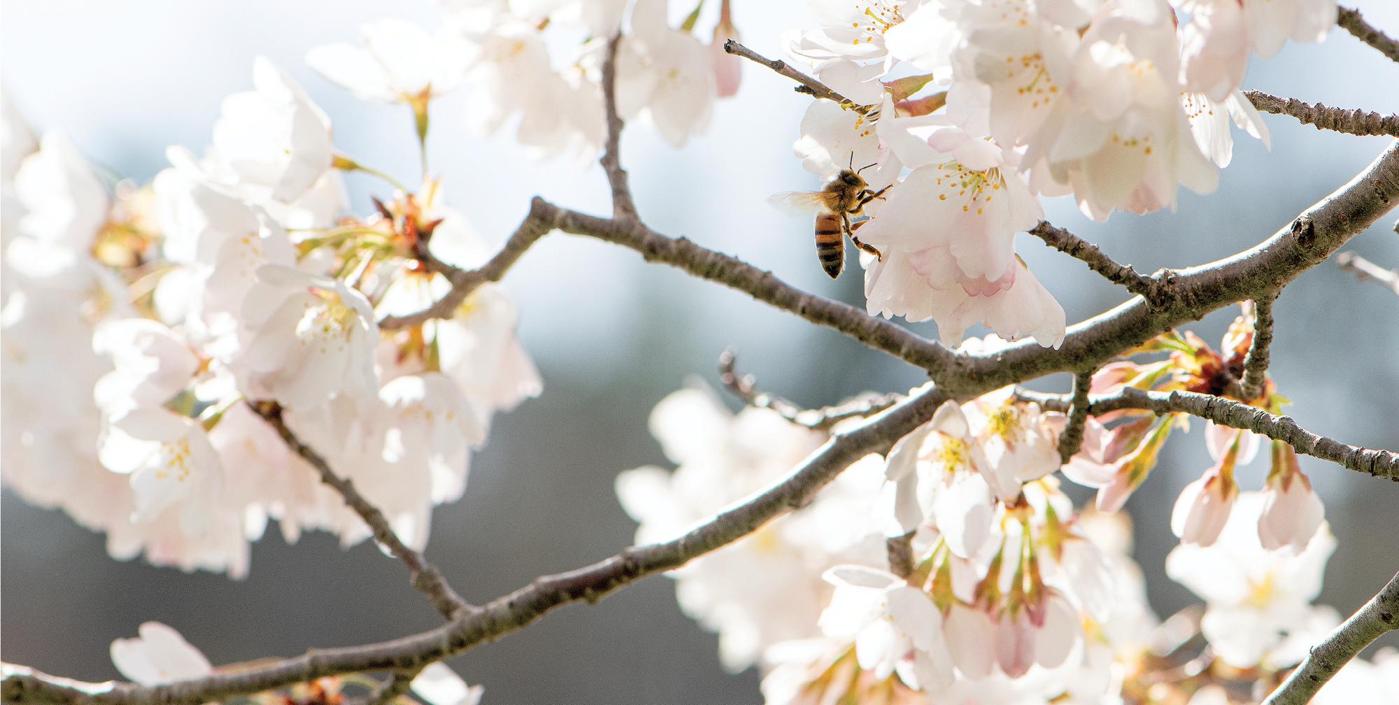 A bee flies toward a cherry blossom.