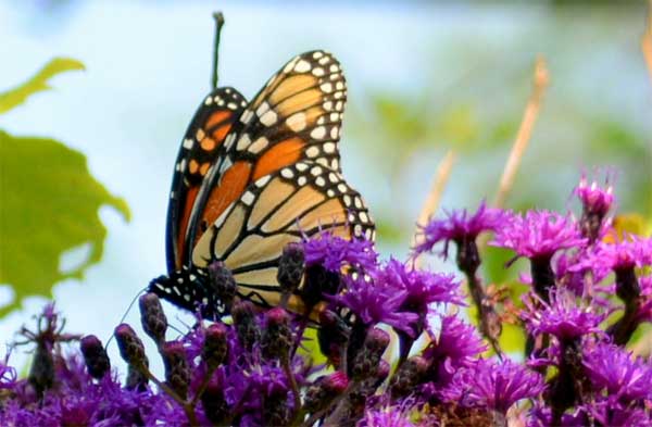 butterfly on a thistle