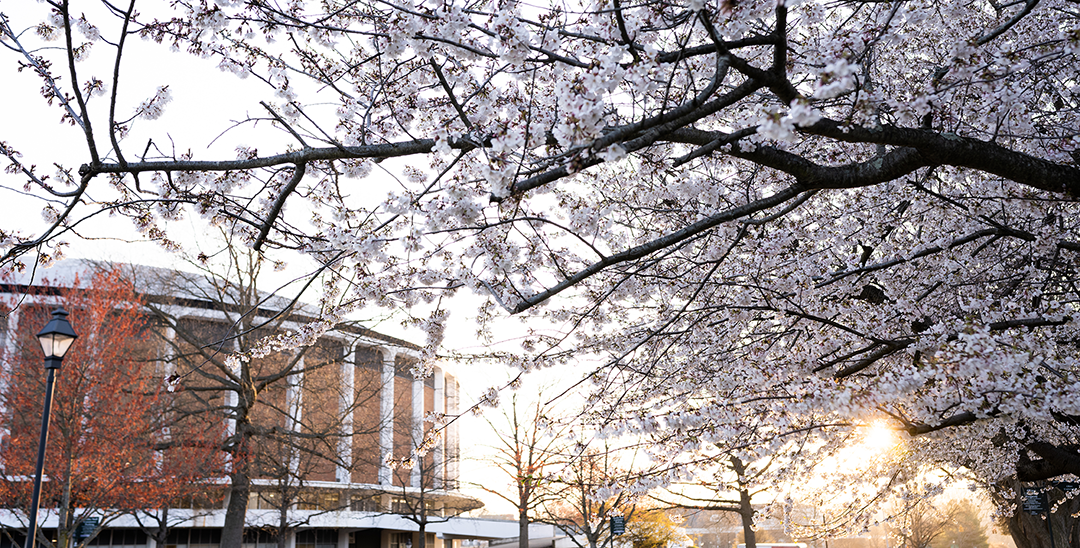 Cherry blossoms in front of the Convo