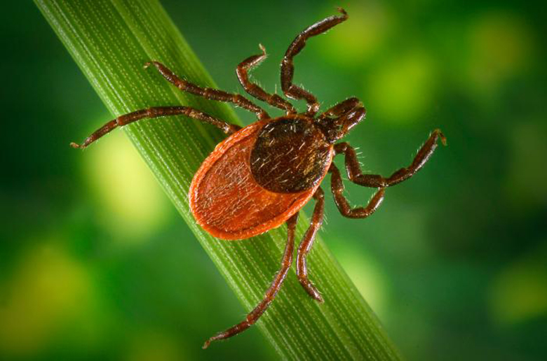 A dorsal view of an adult female blacklegged tick.