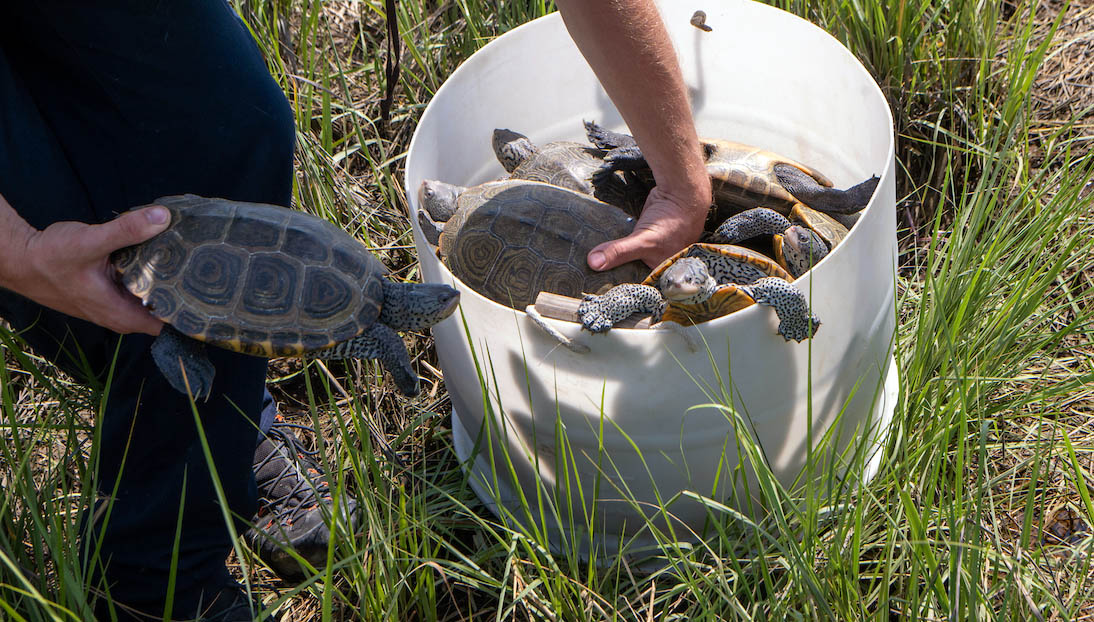 A researcher at Ohio University sorts terrapins in a bucket by the marsh